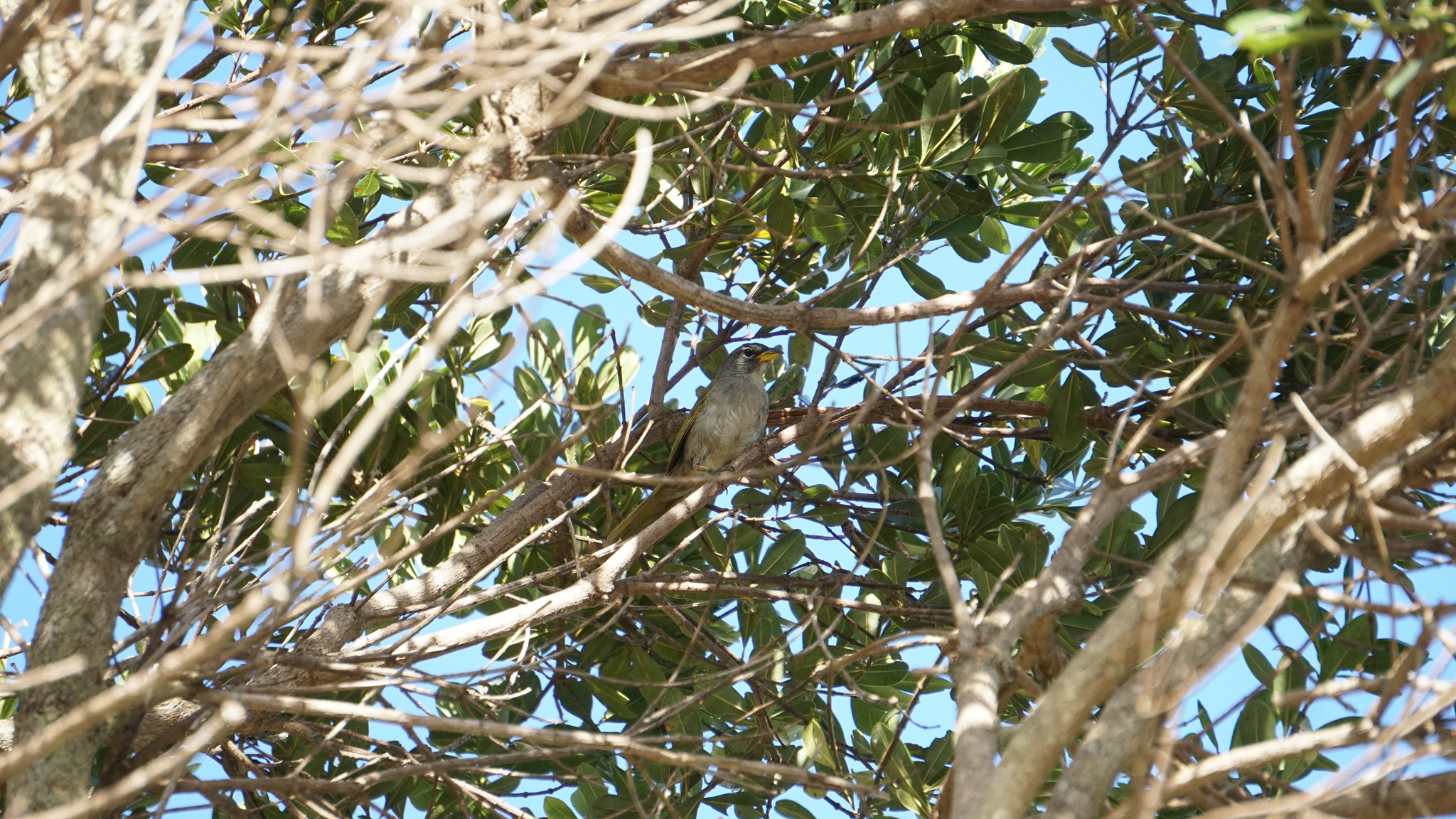 Serra Finch (Embernagra longicauda), photo 3