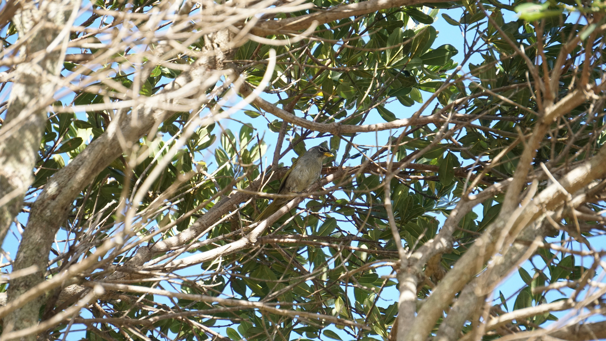 Serra Finch (Embernagra longicauda), photo 8