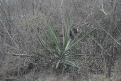 Agave rhodacantha