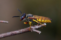 Philanthus triangulum