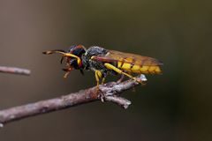 Philanthus triangulum