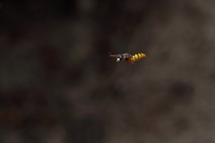 Philanthus triangulum