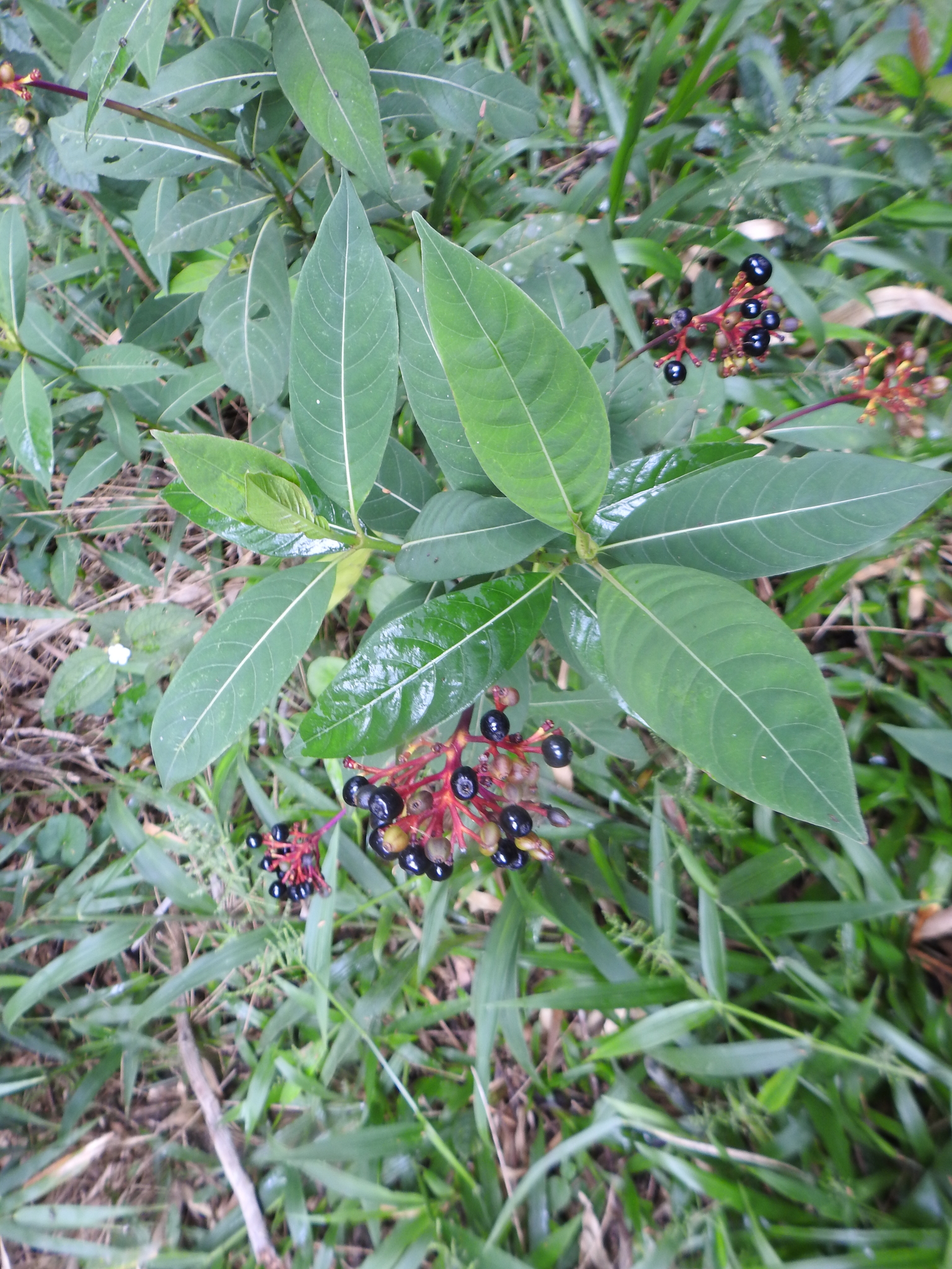 Palicourea australis