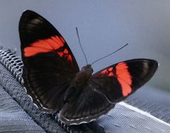 Adelpha lycorias lycorias