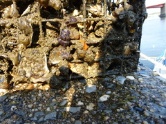 Botryllus schlosseri