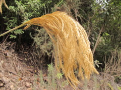 Miscanthus nepalensis