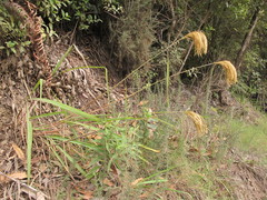 Miscanthus nepalensis