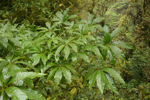 Oreopanax xalapensis - Hojas palmadas distintivas