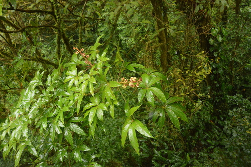 Oreopanax xalapensis - Árbol completo en bosque nuboso