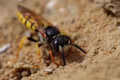Philanthus triangulum