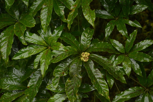 Oreopanax xalapensis - Racimos de flores