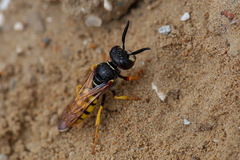 Philanthus triangulum