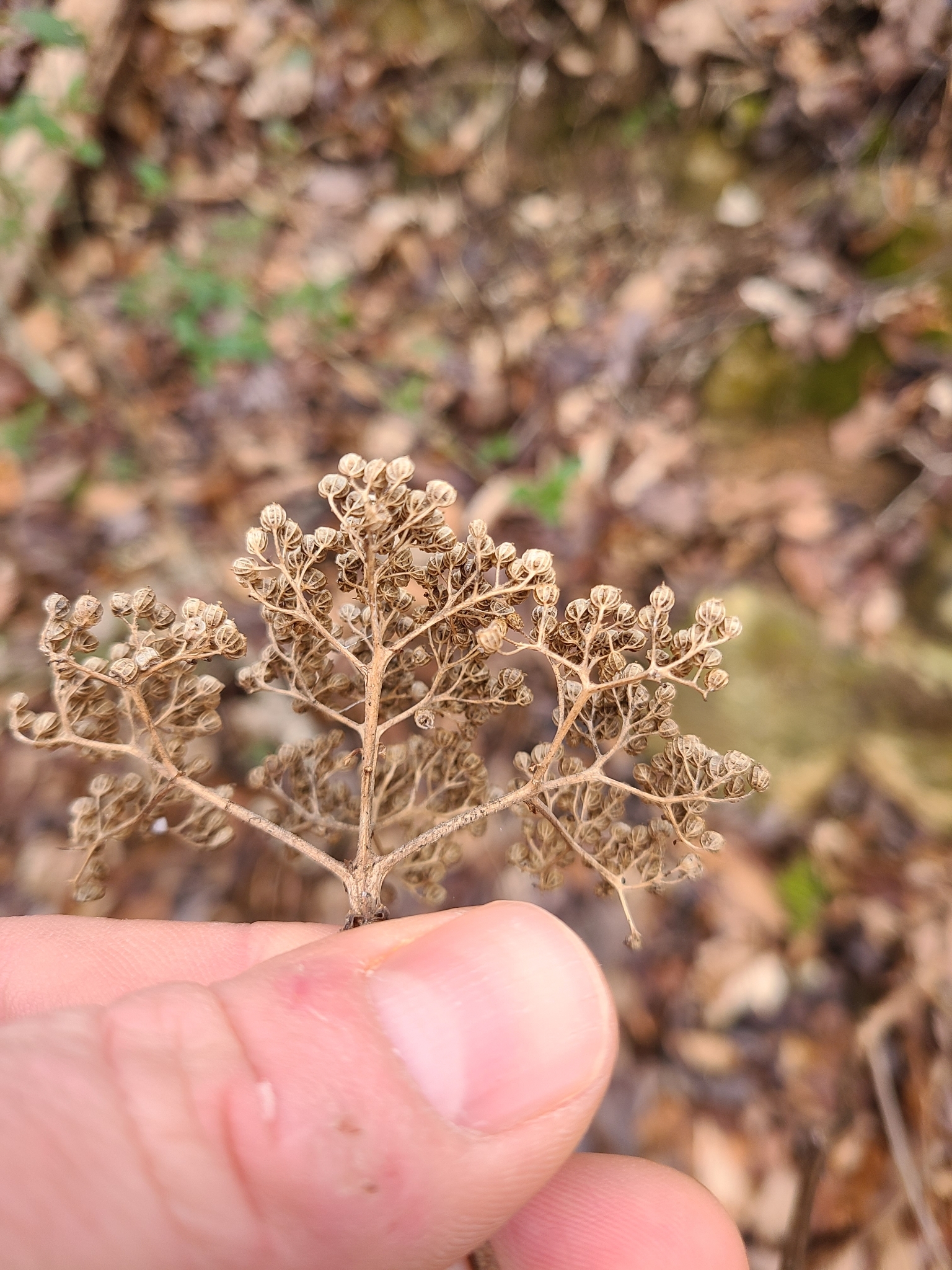 Imagem de Hortênsia