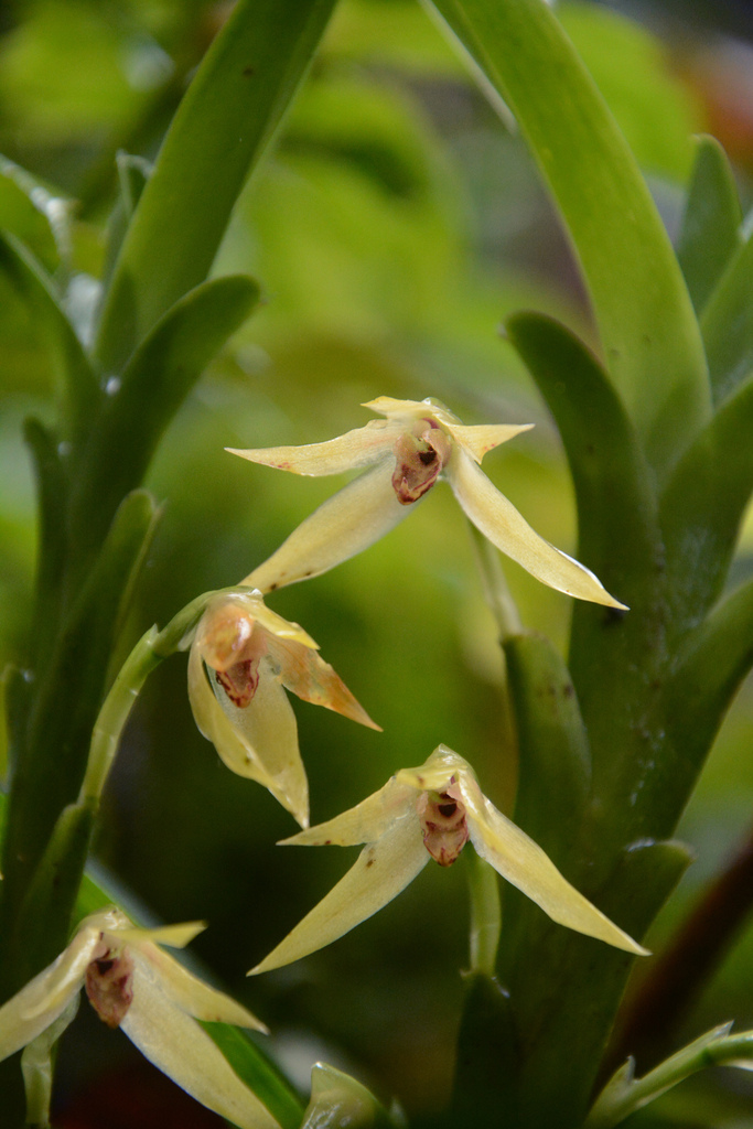 Maxillaria nutantiflora