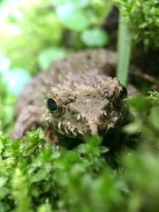 Glandirana rugosa