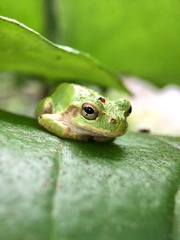 Hyla japonica