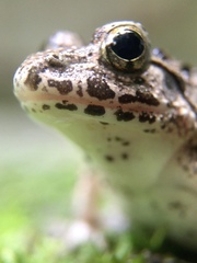 Fejervarya kawamurai