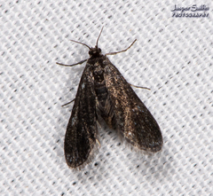 Elophila tinealis