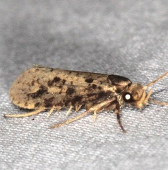 Amydria effrenatella