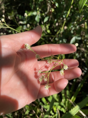 Foto de Ginseng brasileiro