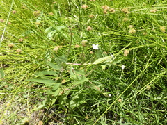 Epilobium glandulosum