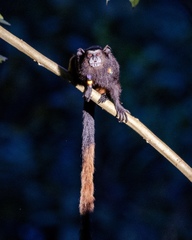 Saguinus fuscicollis