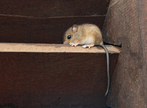 red arboreal rice rat (Oecomys rutilus) — Least Concern Mammalia