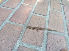 Elgaria multicarinata