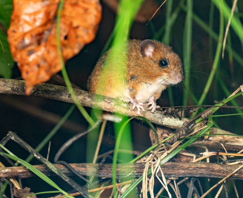 King Arboreal Rice Rat (Oecomys rex) — Least Concern Mammalia