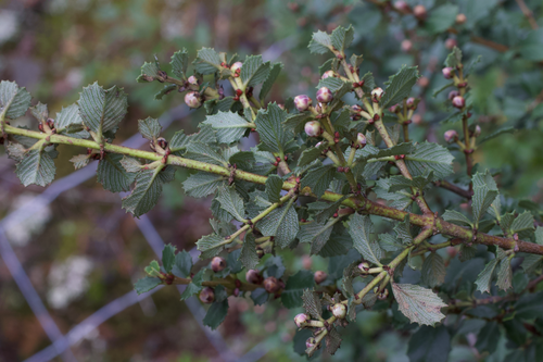 Ceanothus gloriosus, photograph 6