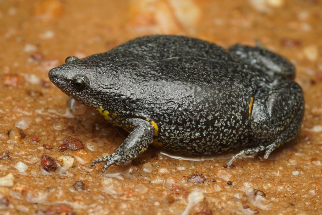 Surinam Oval Frog
