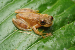 Yellow-Toed Treefrog photo 1