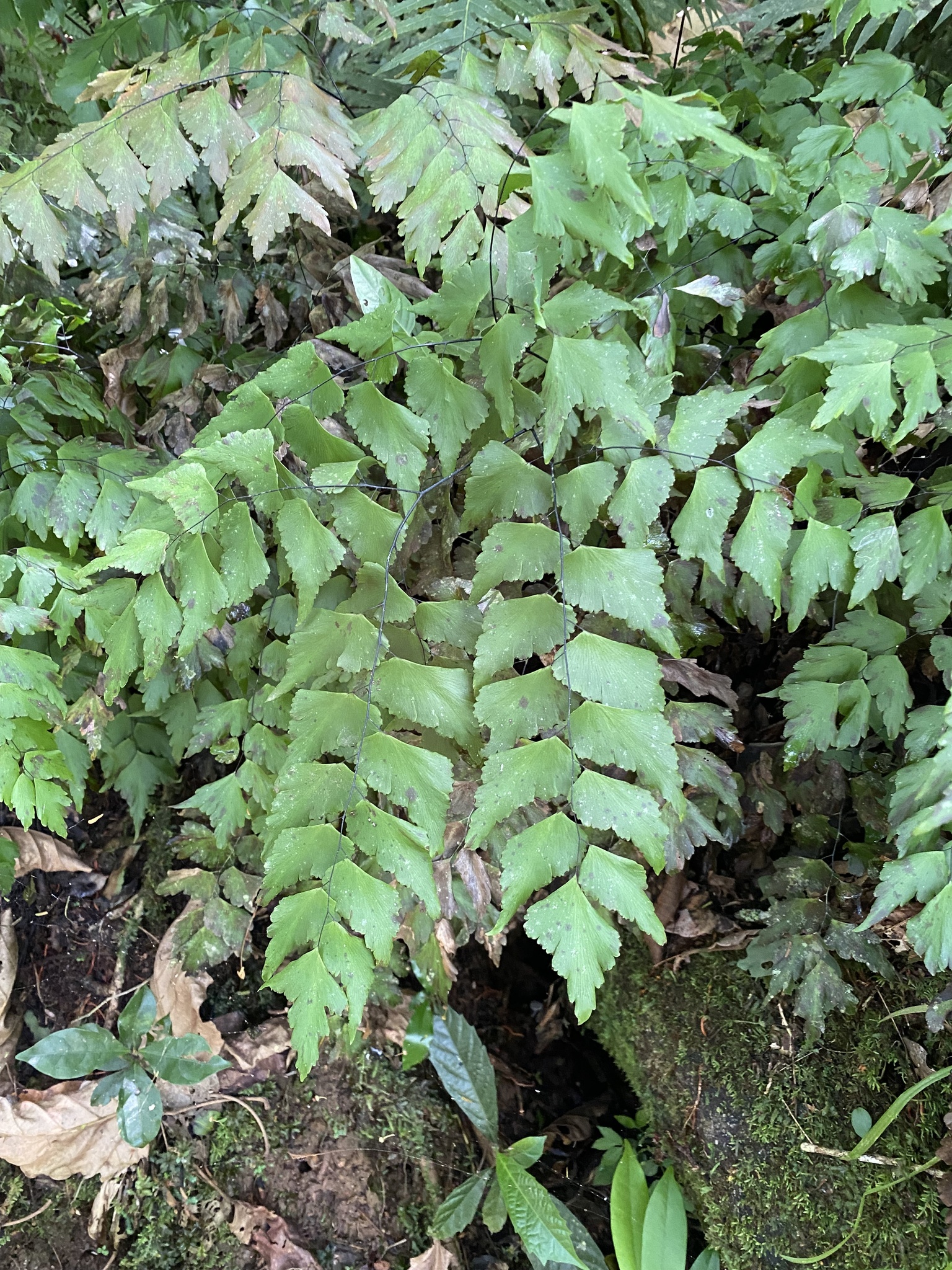 Adiantum pentadactylon Langsd. & Fisch.