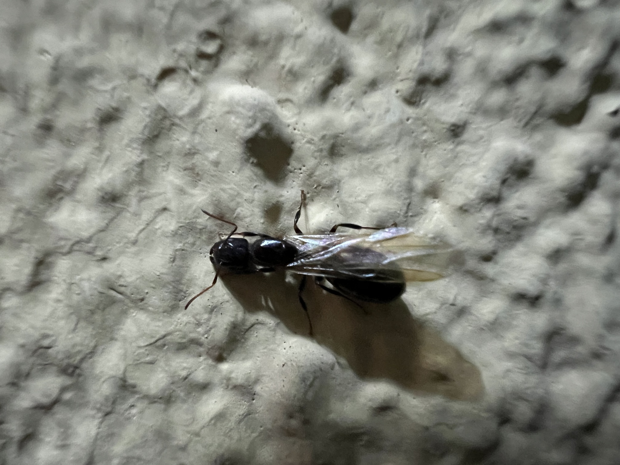 Camponotus thomasseti