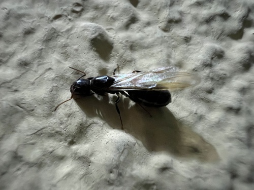 Camponotus thomassetiCamponotus thomasseti