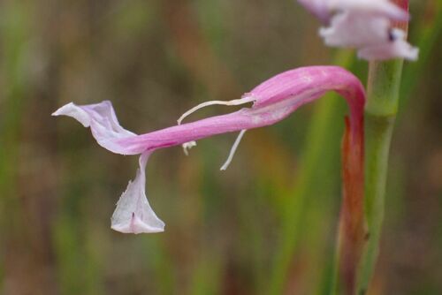 Coastal Renosterveld Hybrid Watsonia (Watsonia aletroides)