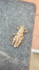 Oedomerus corallipes