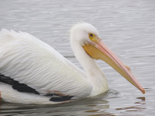 iNaturalist observation photo of American White Pelican