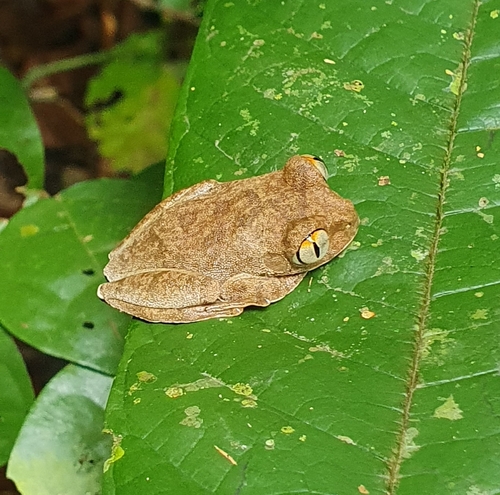 Forest Treefrog, Leptopelis spiritusnoctis