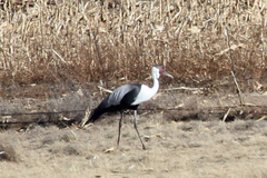 Bugeranus carunculatus