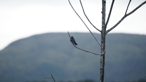 Hyacinth Visorbearer (Augastes scutatus), photo 3