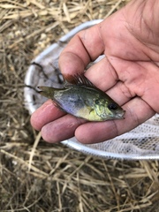 Lepomis miniatus