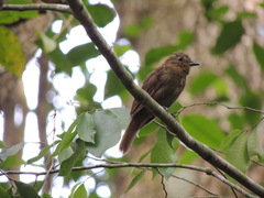 Schiffornis veraepacis