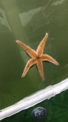 Asterias