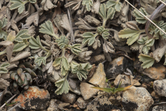 Potentilla cinerea, photograph (c) Tim Johnson, some rights reserved (CC BY)