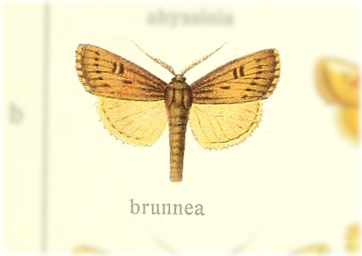 Ectochela brunnea