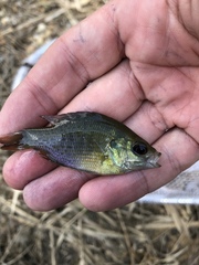 Lepomis miniatus