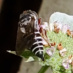 Boreocoelioxys