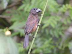 Cyanoloxia cyanoides