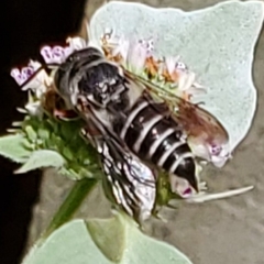 Boreocoelioxys